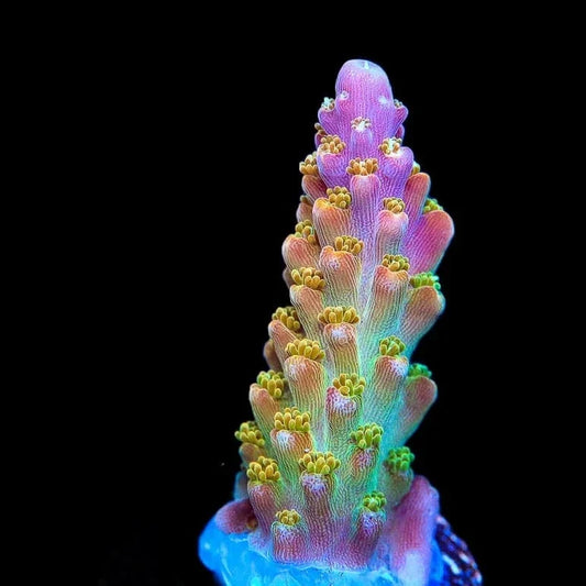 BC Bubblebath Unicorn Acropora Coral