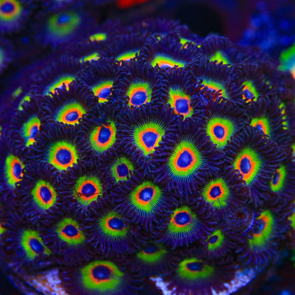 Bob Marley Zoanthids Coral