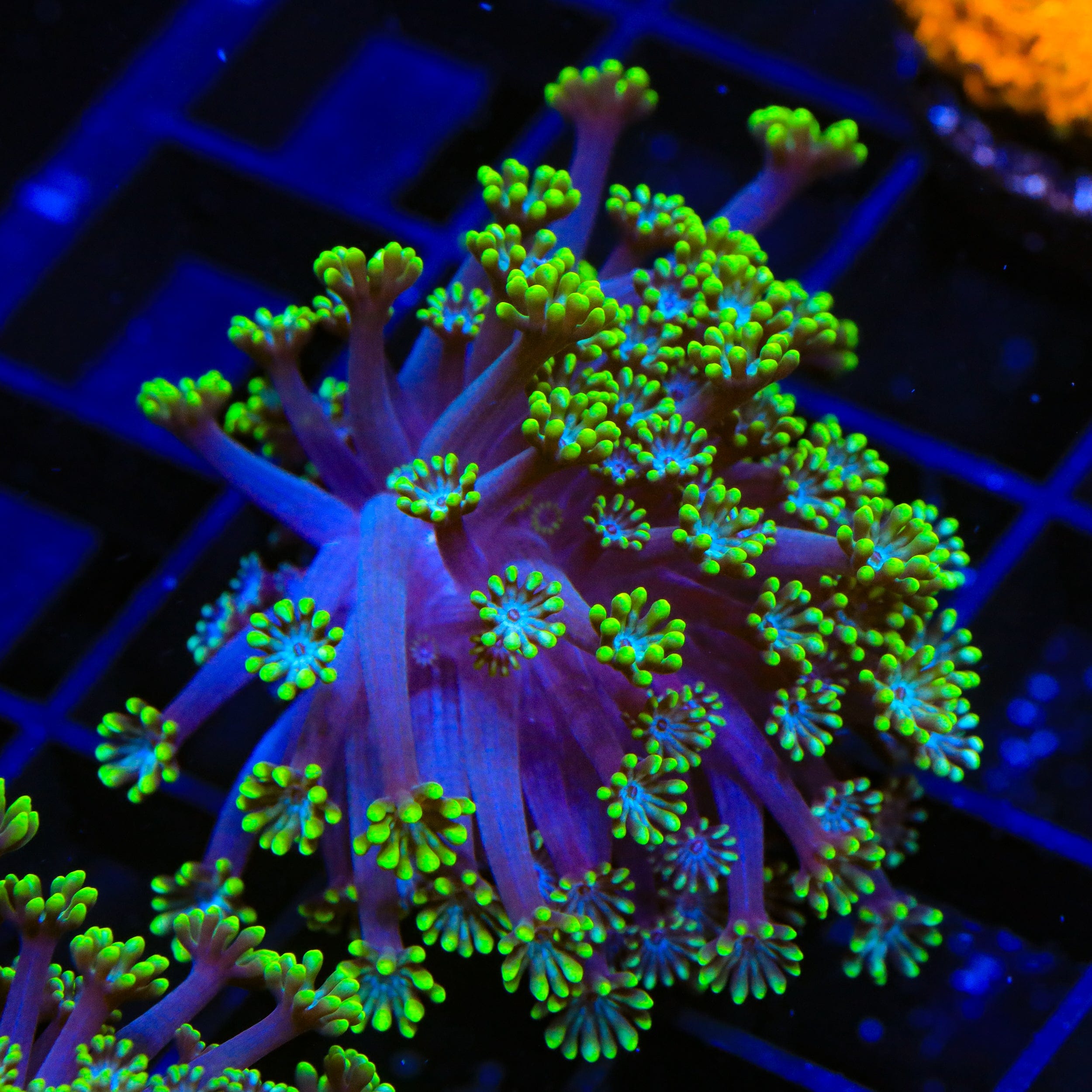 Bright Eye Alveopora Coral