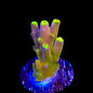 CB Golden Jawdropper Acropora Coral
