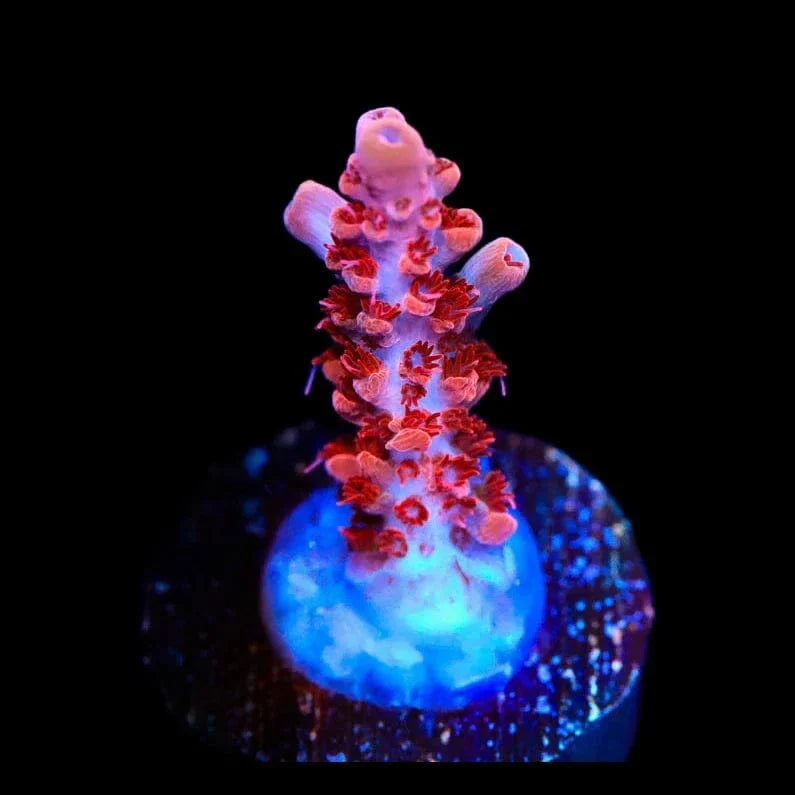 CB Maleficent Acropora Coral