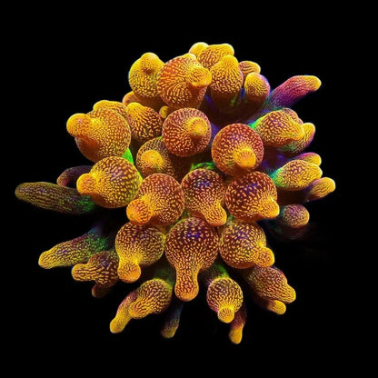 Chicago Sunburst Bubble Tip Anemone