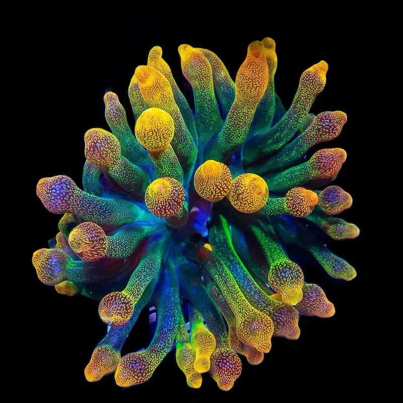 Chicago Sunburst Bubble Tip Anemone