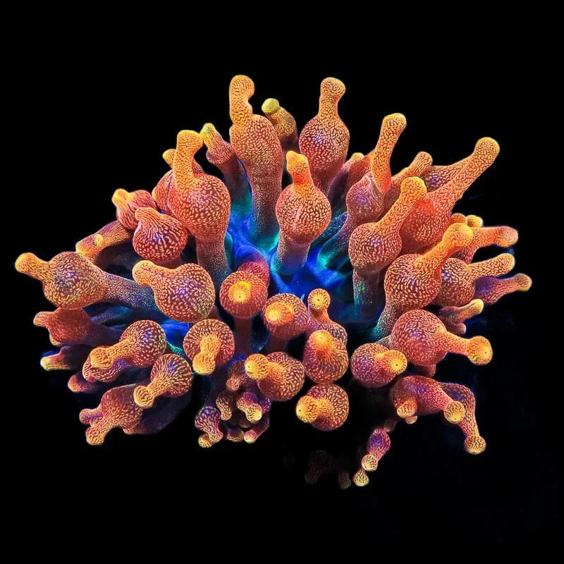 Chicago Sunburst Anemone