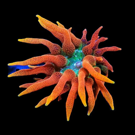 Colorado Sunburst Bubble Tip Anemone