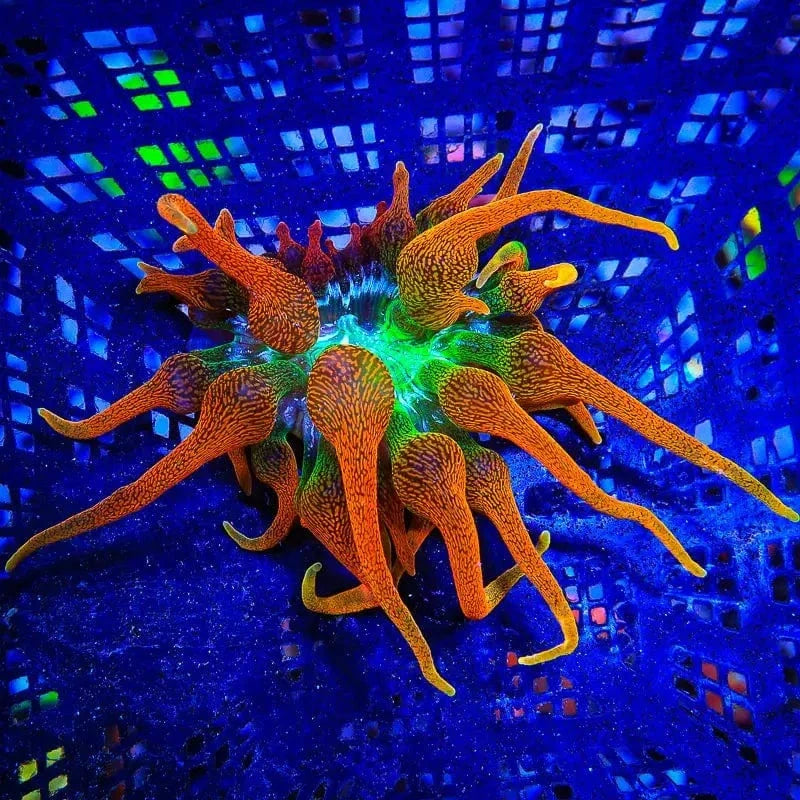Colorado Sunburst Bubble Tip Anemone