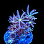 Daisy Polyps Coral