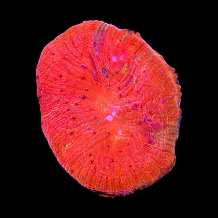 Diablo Grafted Diaseris Plate Coral