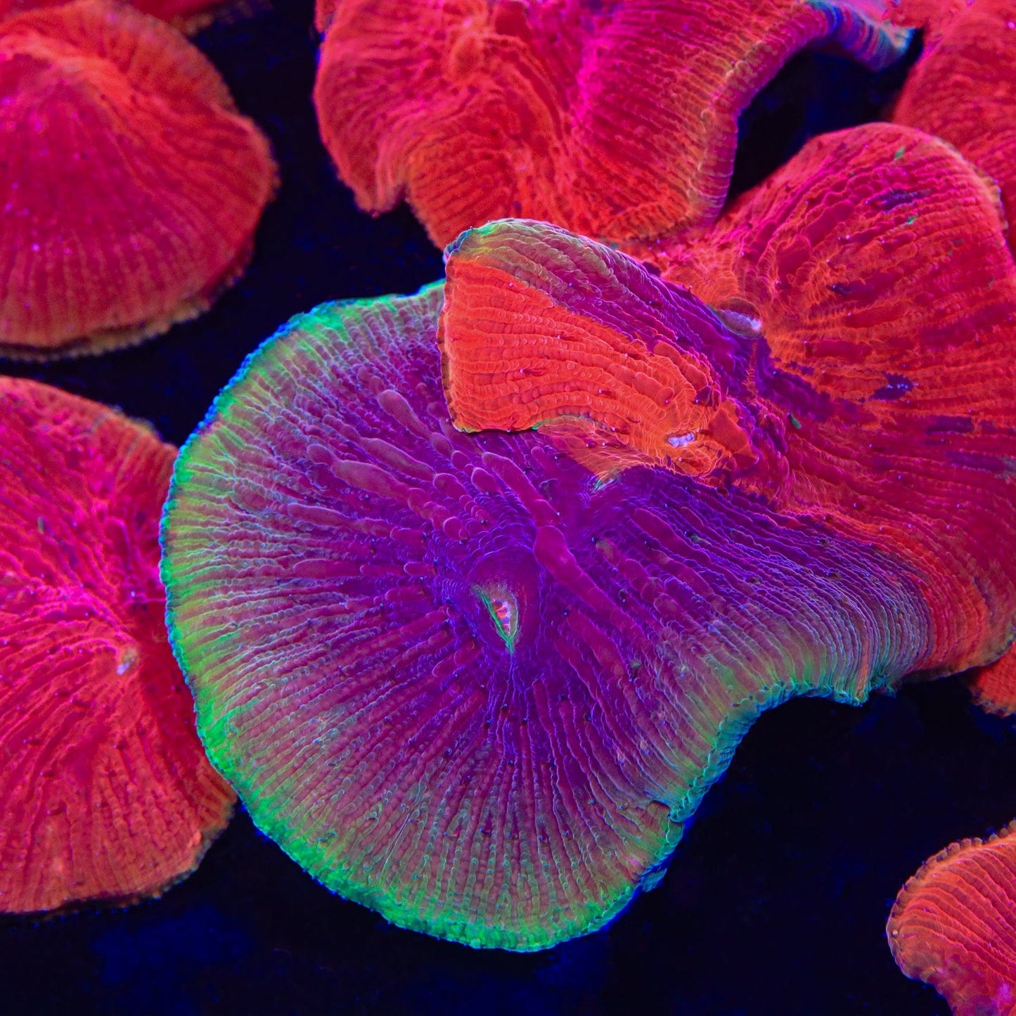 Diablo Diaseris Plate Coral