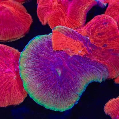 Diablo Diaseris Plate Coral