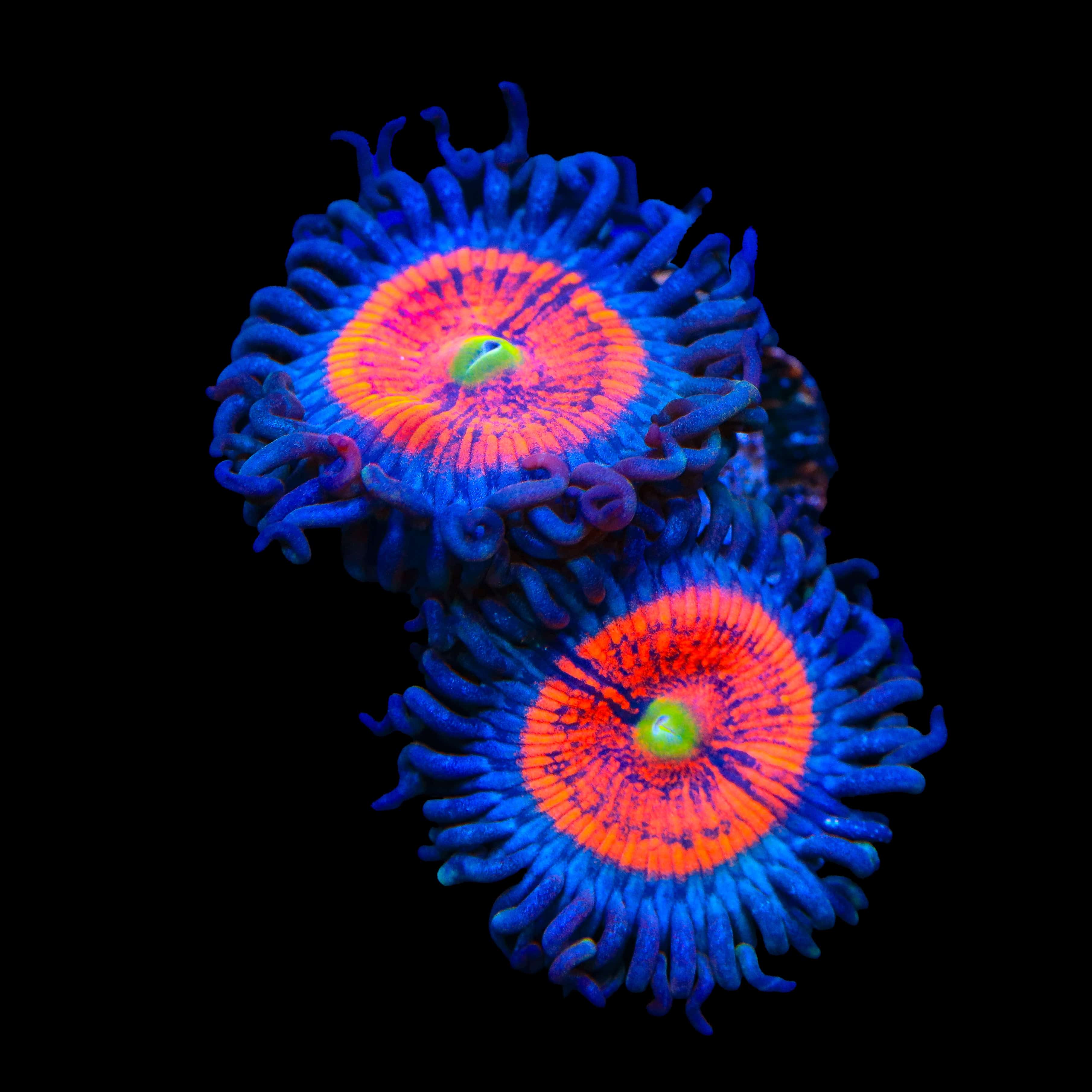 Everlasting Gobstopper Zoanthids Coral