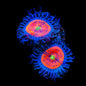 Everlasting Gobstopper Zoanthids Coral
