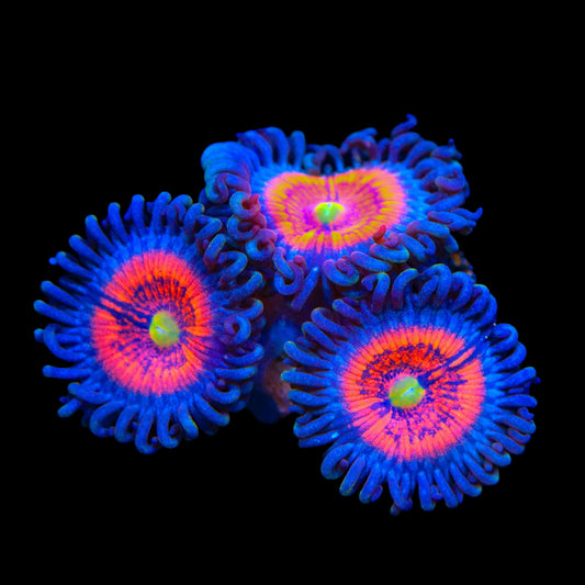 Everlasting Gobstopper Zoanthids Coral