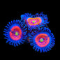 Everlasting Gobstopper Zoanthids Coral