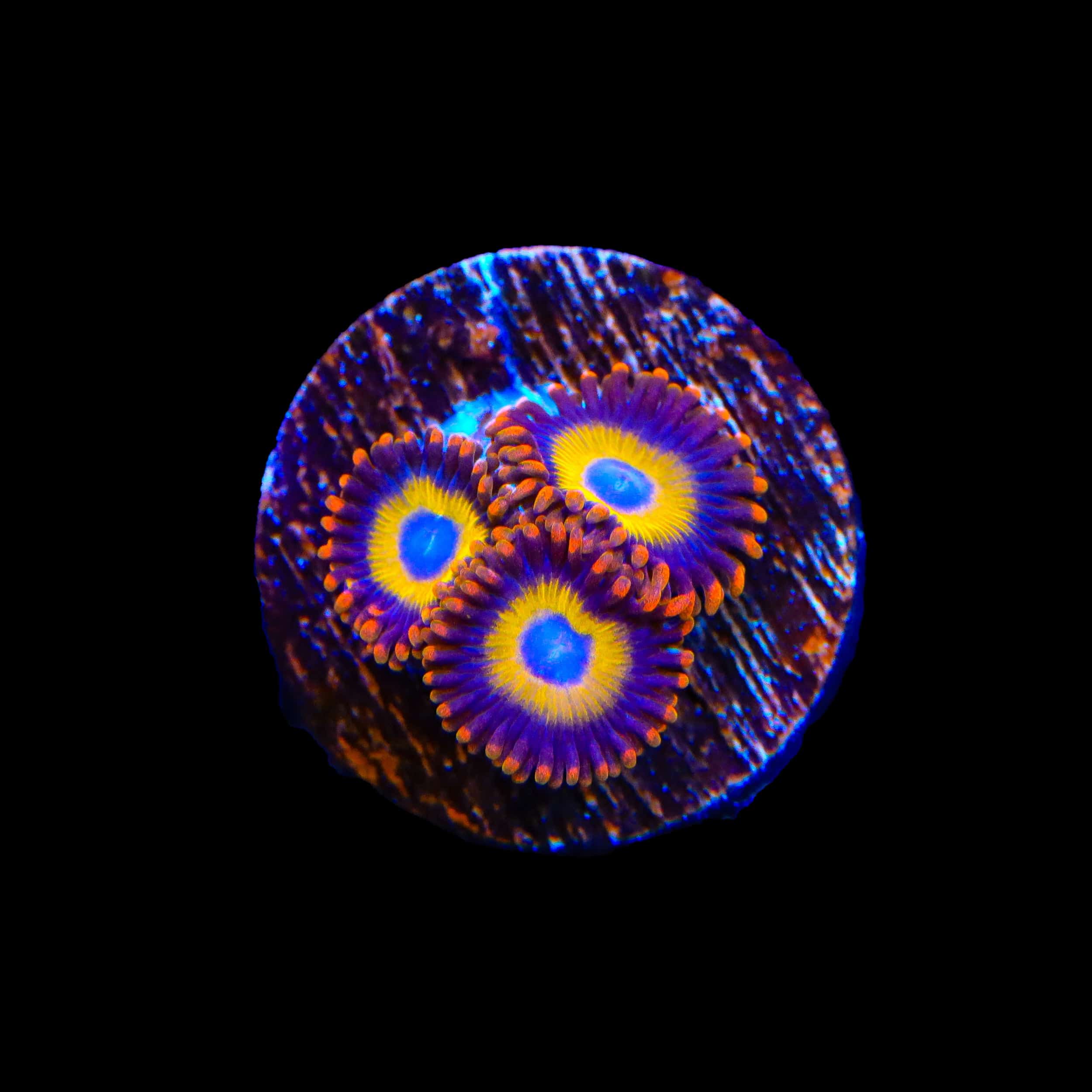 Fruit Loop Zoanthids Coral