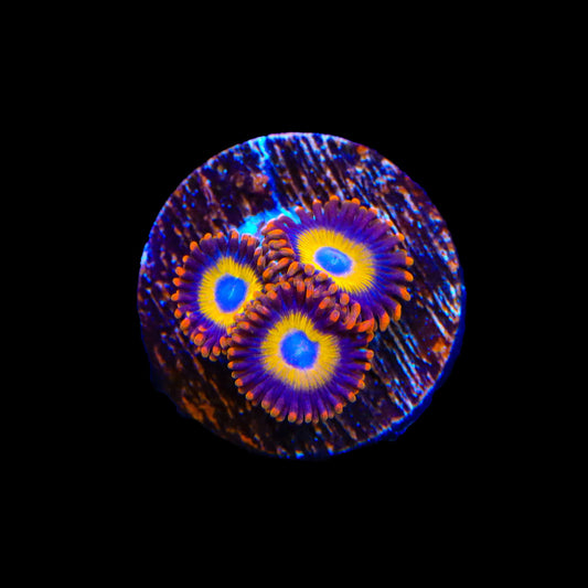 Fruit Loop Zoanthids Coral