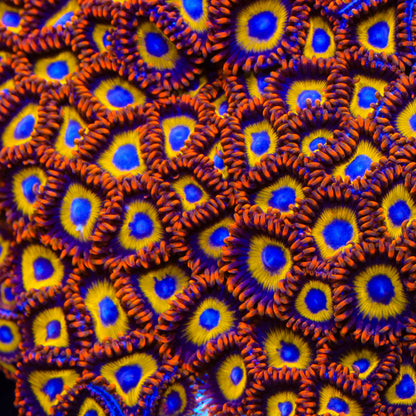 Fruit Loop Zoanthids Coral