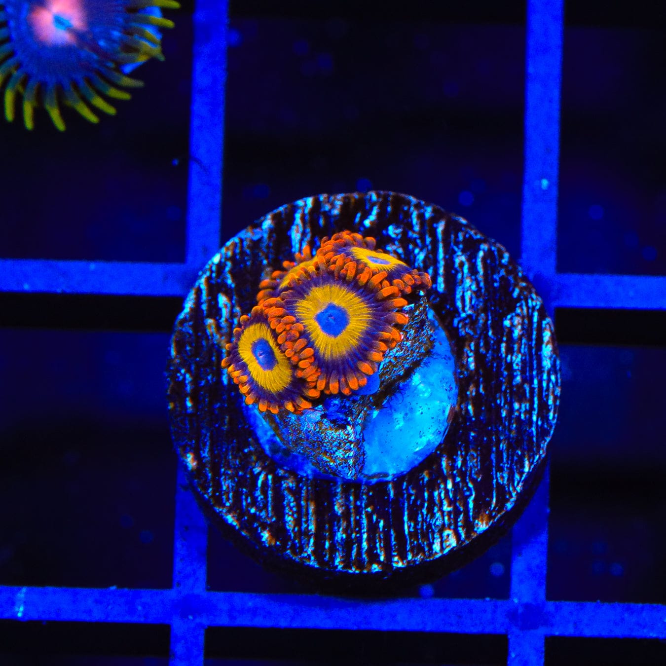 Fruit Loop Zoanthids Coral