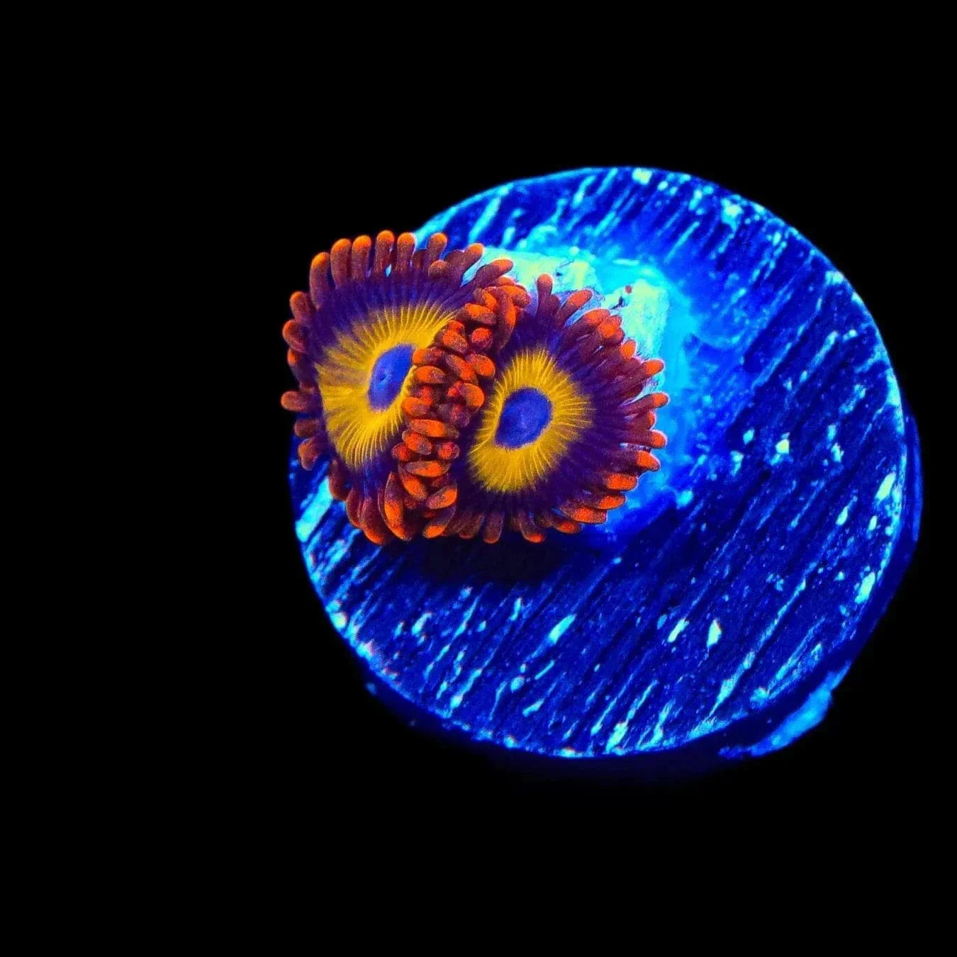 Fruit Loop Zoanthids Coral