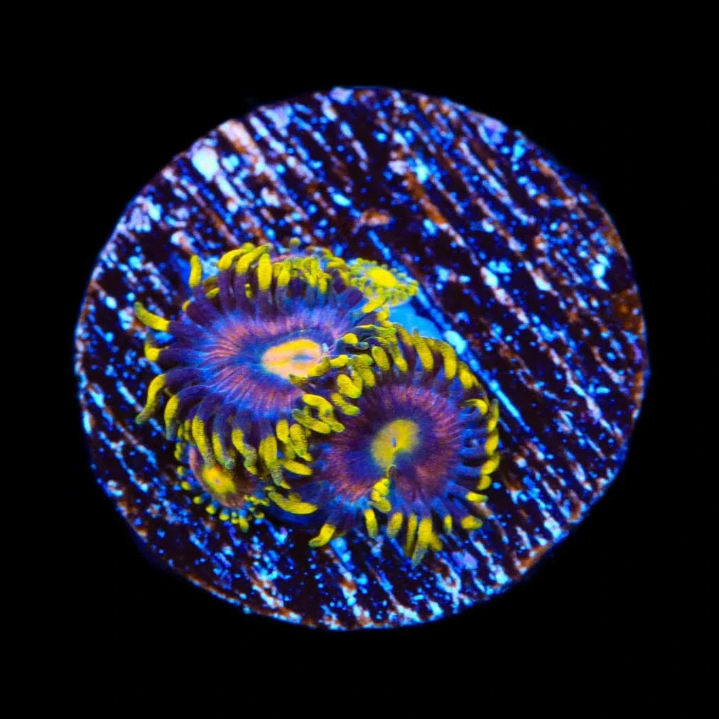 TSA Galactic Burst Zoanthids Coral