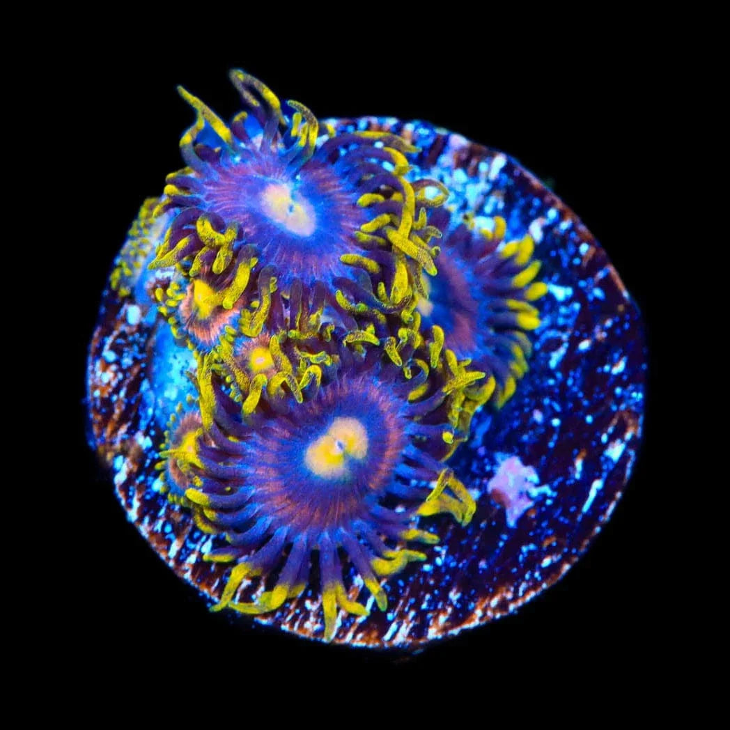 TSA Galactic Burst Zoanthids Coral