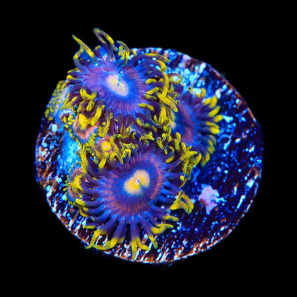 TSA Galactic Burst Zoanthids Coral