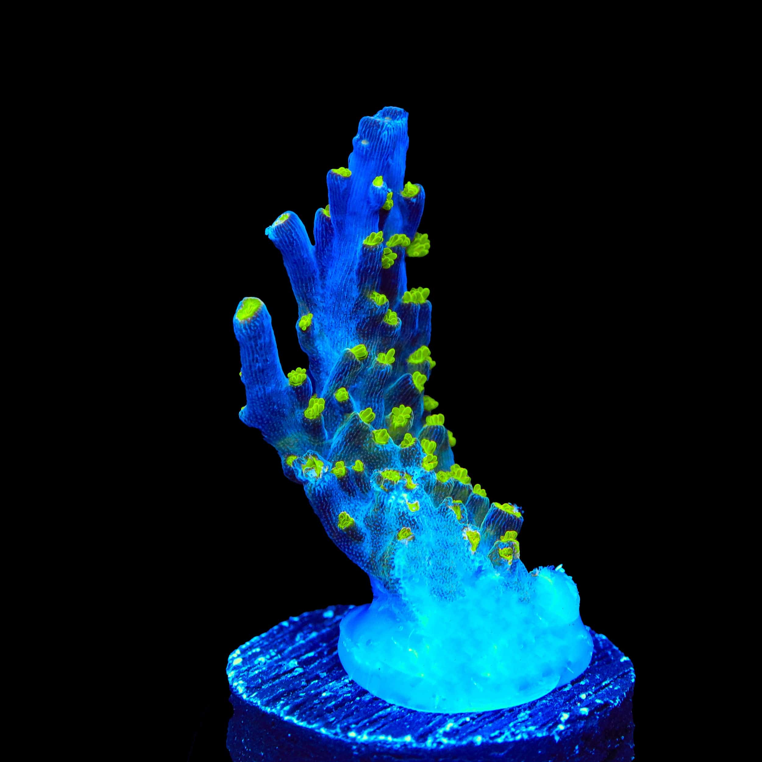 Garf Bonsai Acropora Coral