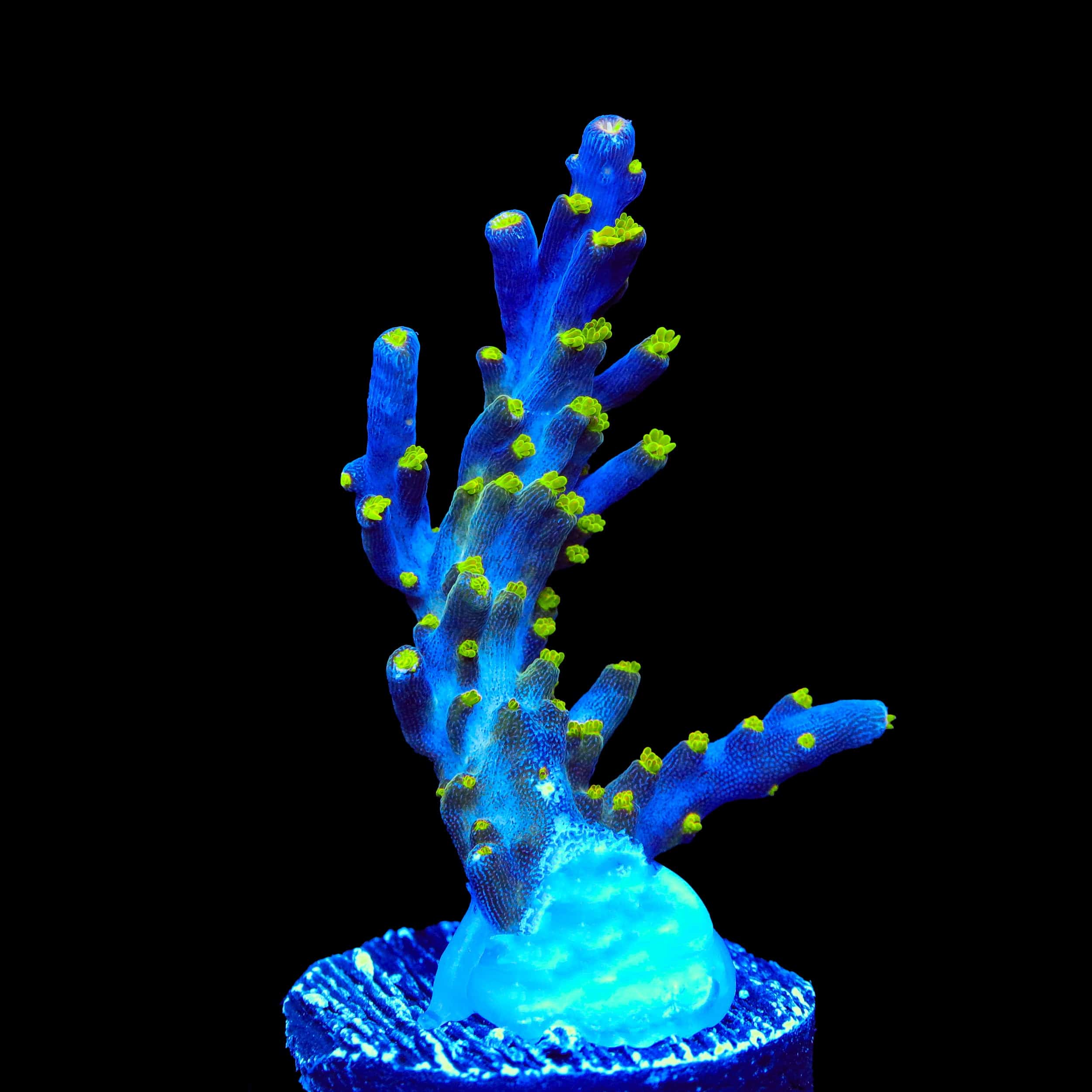 Garf Bonsai Acropora Coral