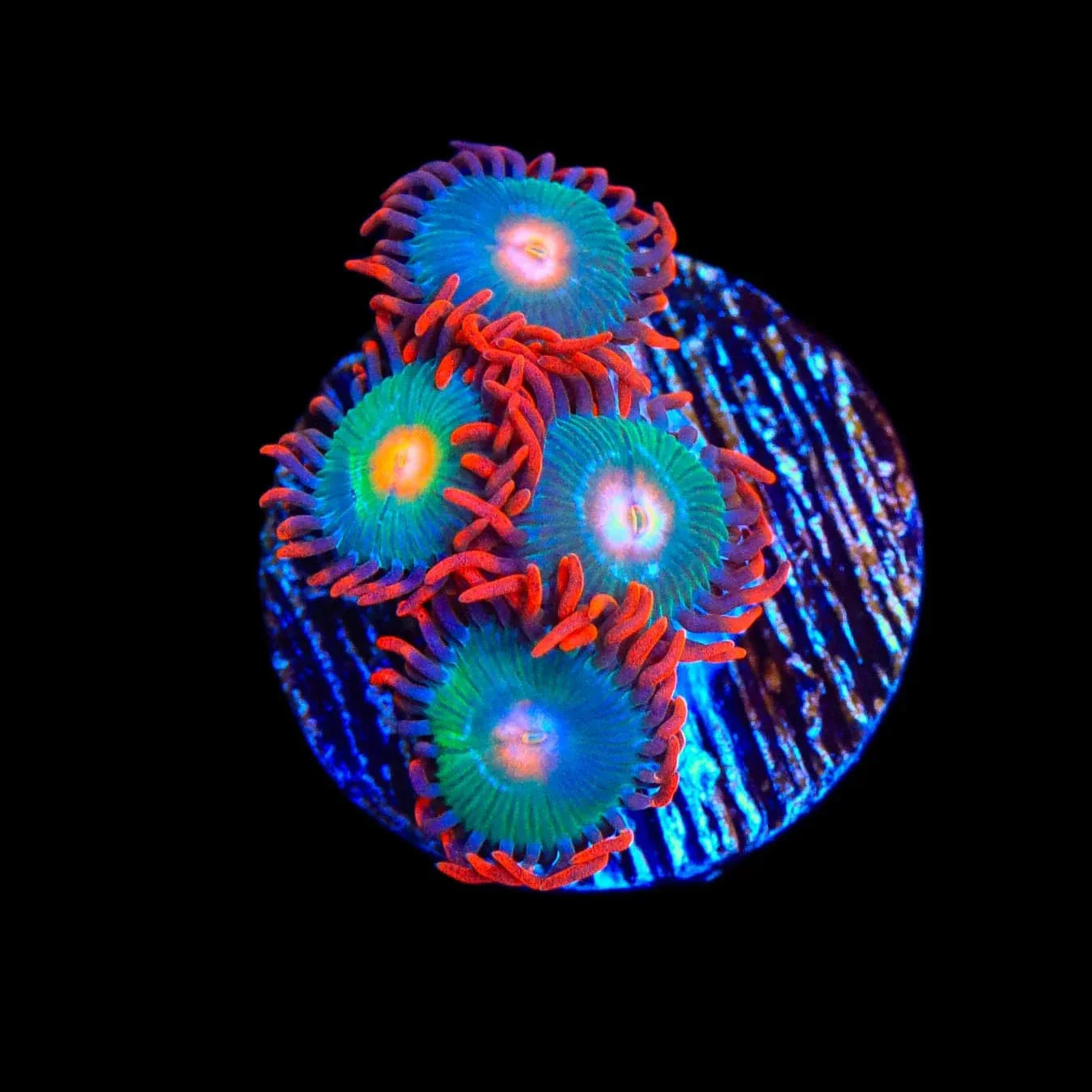 Gatorade Zoanthids Coral