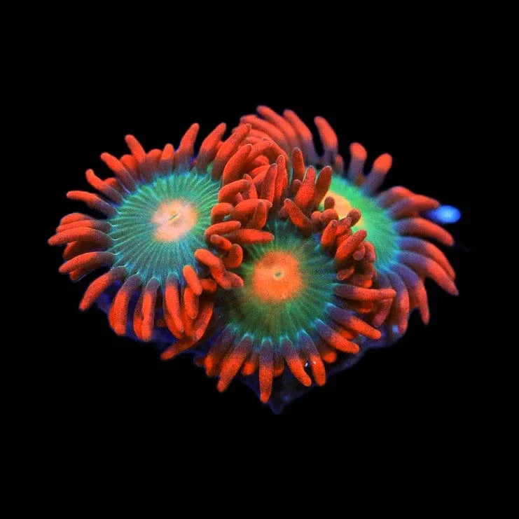 Gatorade Zoanthids Coral
