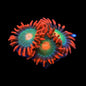Gatorade Zoanthids Coral
