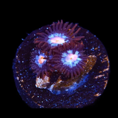 TSA Glow Pop Zoanthids Coral