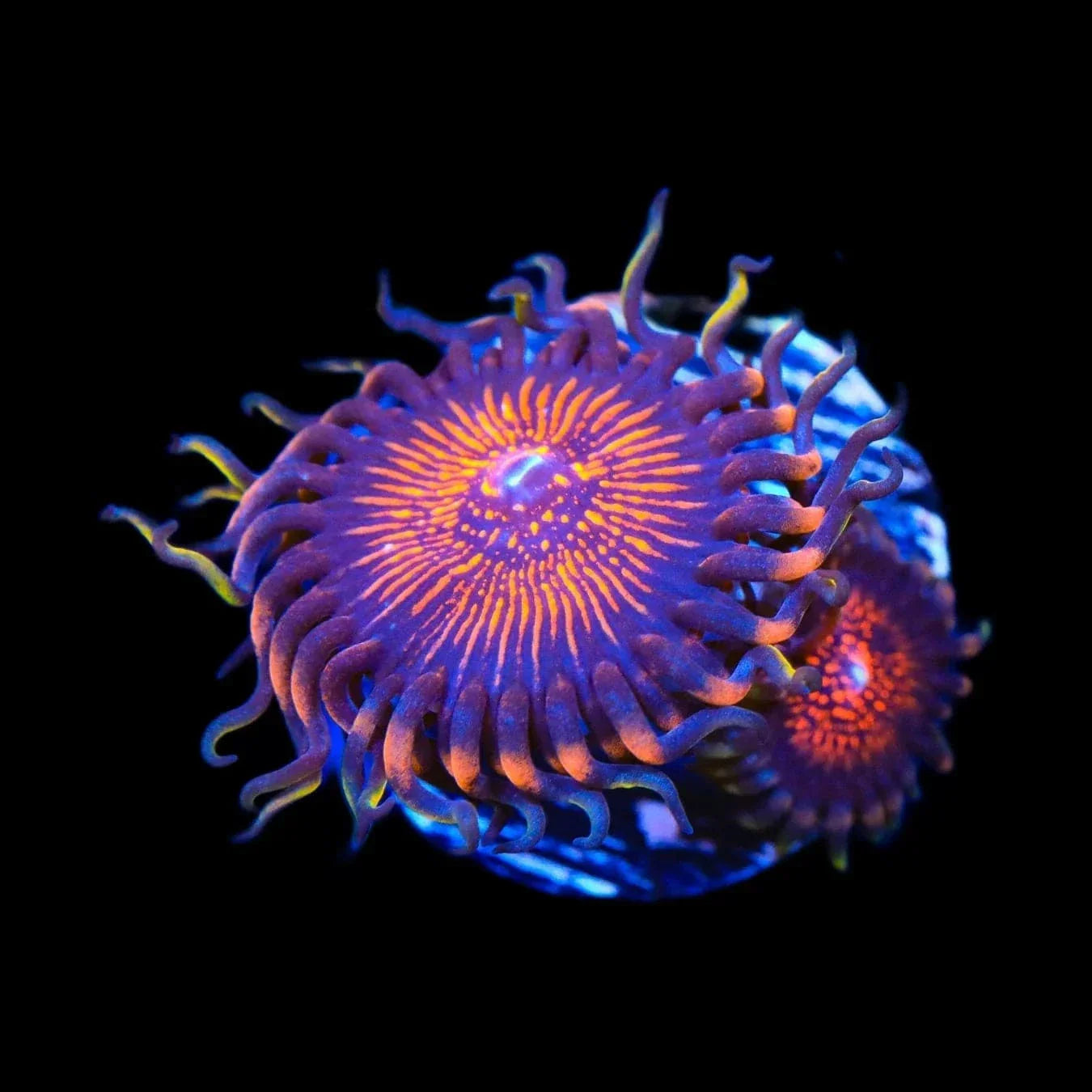 God of War Zoanthids Coral