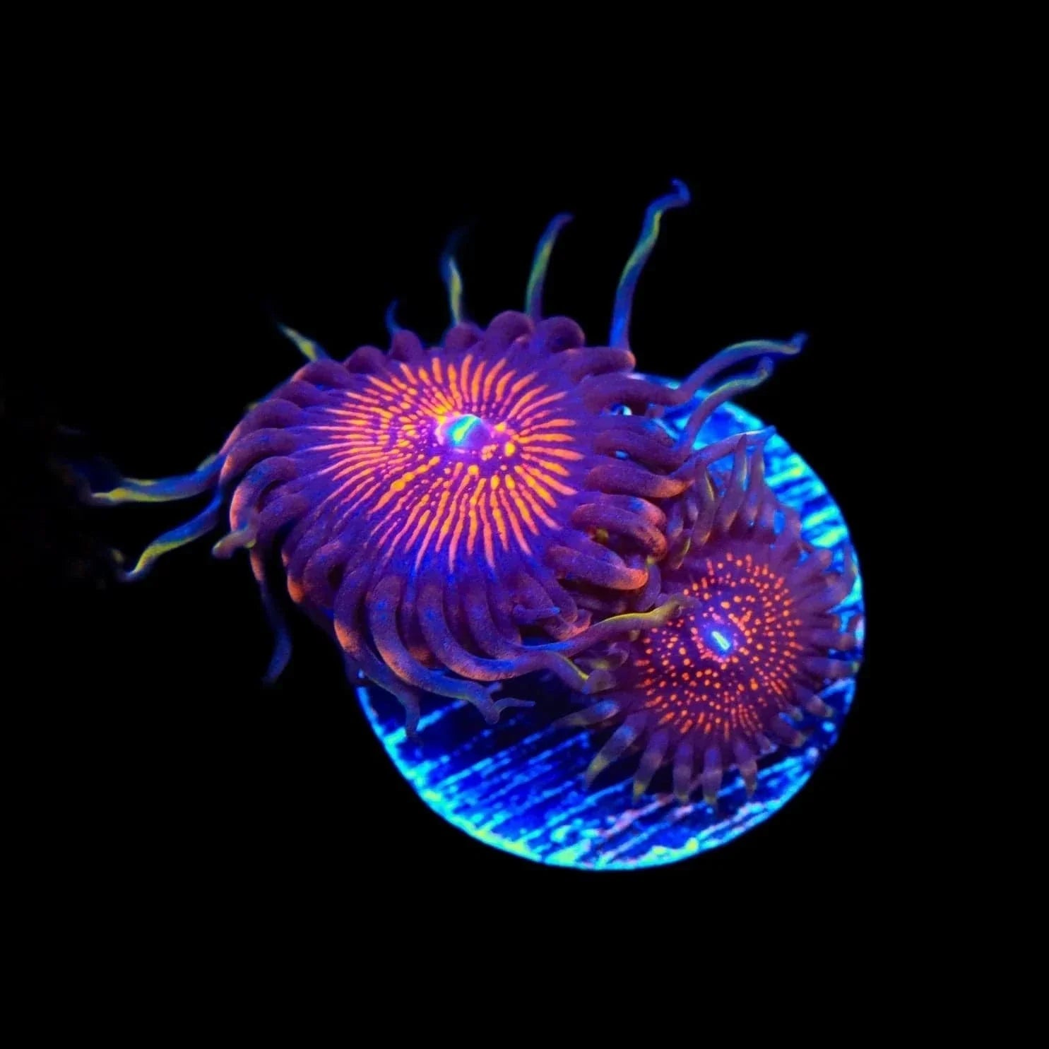 God of War Zoanthids Coral