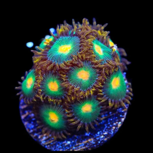 Green Bay Packer Zoanthids Coral