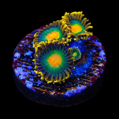 Green Bay Packer Zoanthids Coral