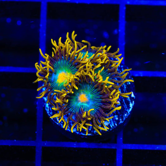 Green Bay Packer Zoanthids Coral