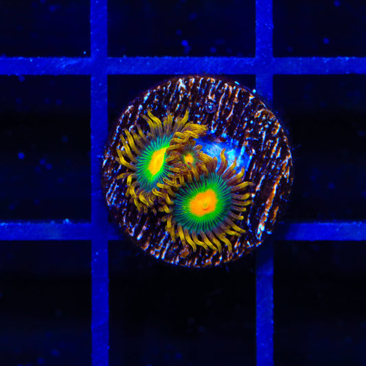 Green Bay Packer Zoanthids Coral