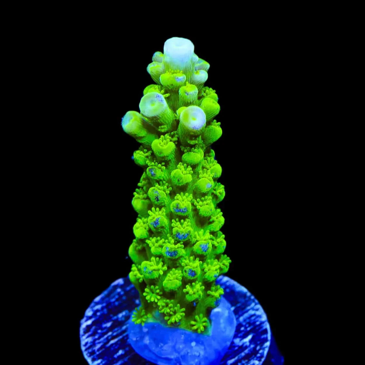 Green Slimer Stag Acropora Coral