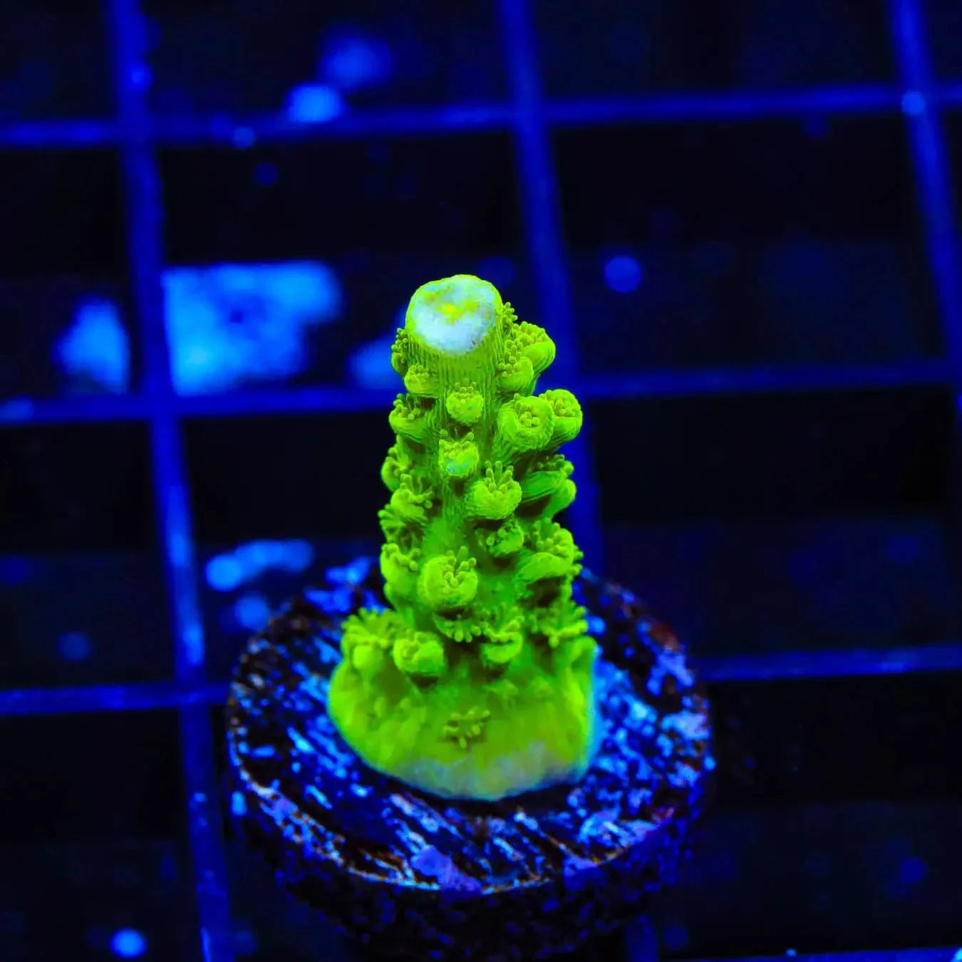 Green Slimer Stag Acropora Coral