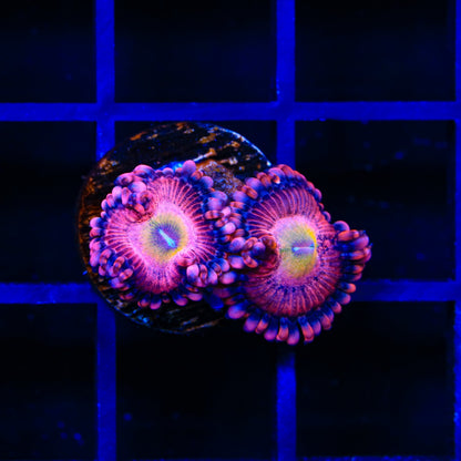 Halle Berry Zoanthids Coral