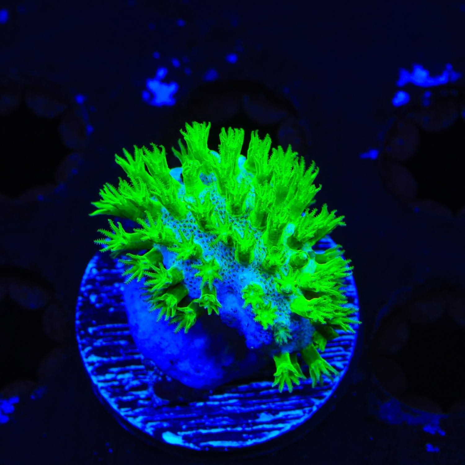 Highlighter Toadstool Leather Coral