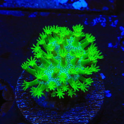 Highlighter Toadstool Leather Coral