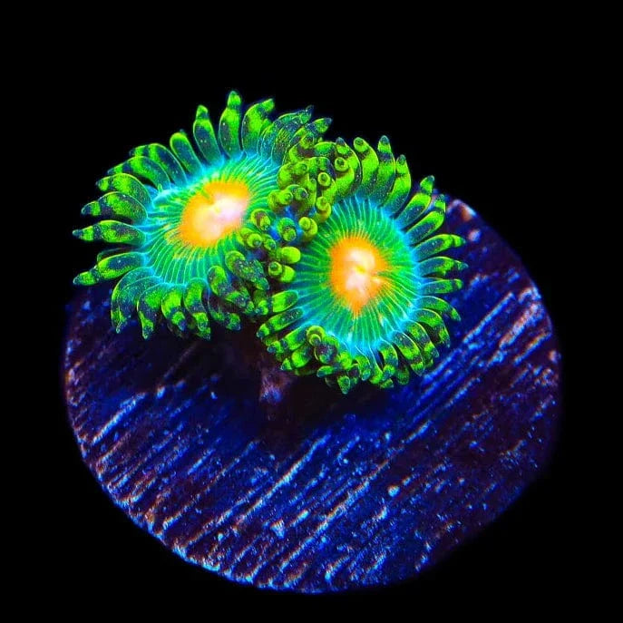 Miami Hurricane Zoanthids Coral