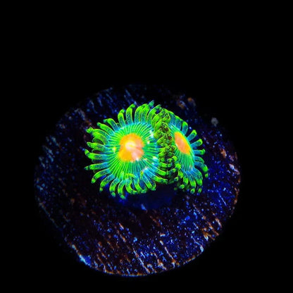 Miami Hurricane Zoanthids Coral