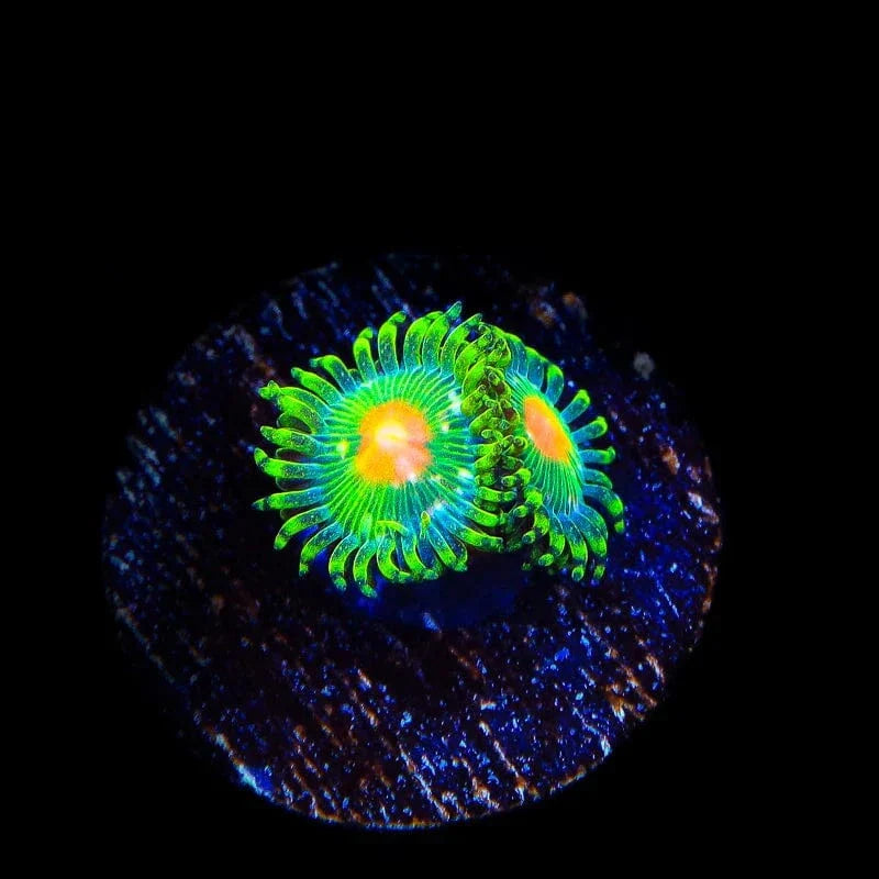 Miami Hurricane Zoanthids Coral