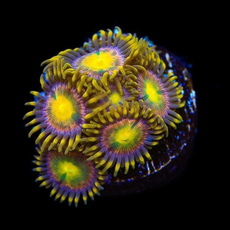 Hydra Lady Dragon Zoanthids Coral