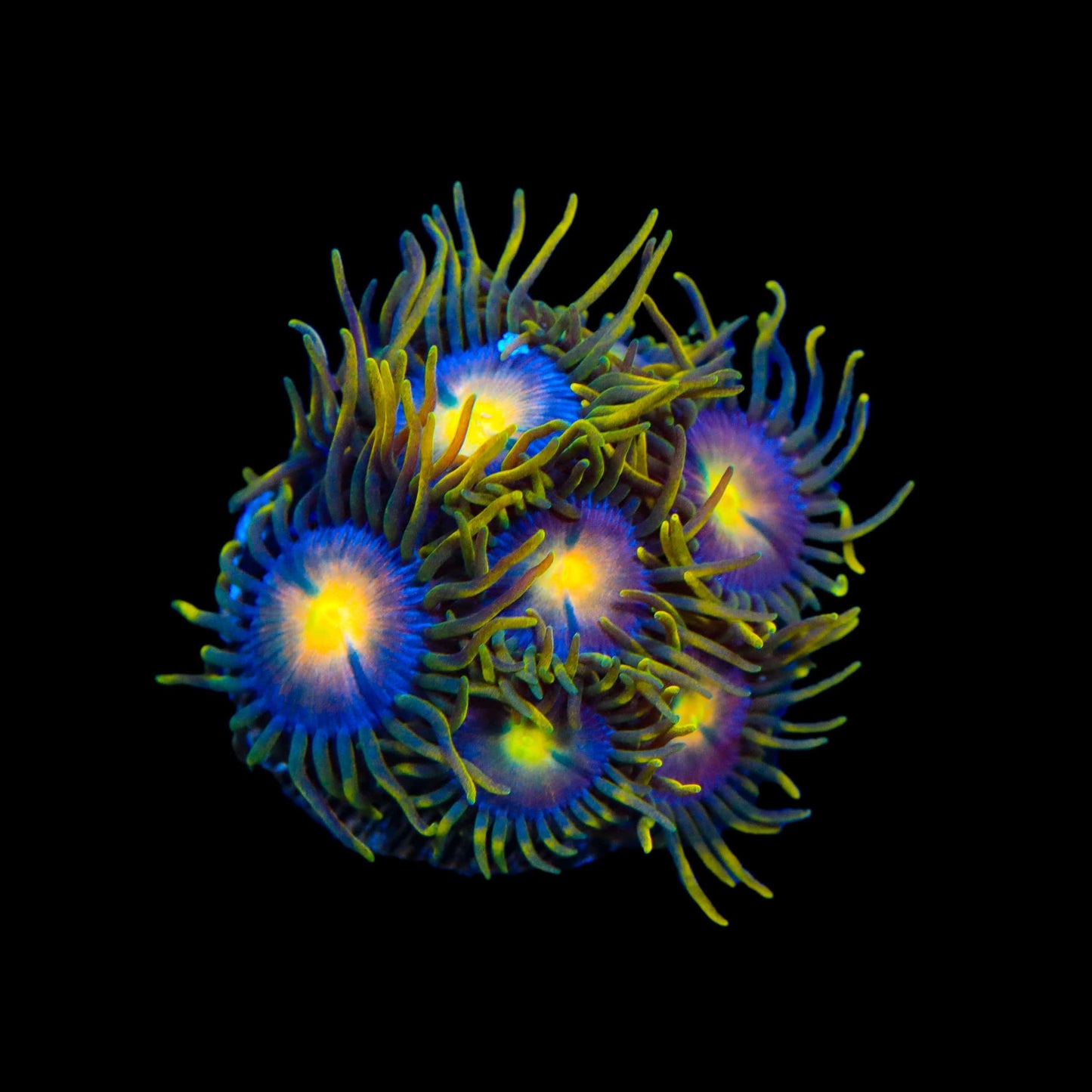 Hydra Lady Dragon Zoanthids Coral