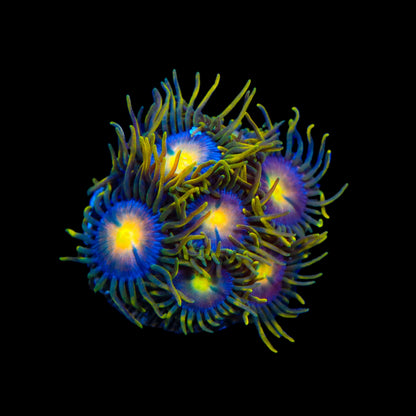 Hydra Lady Dragon Zoanthids Coral