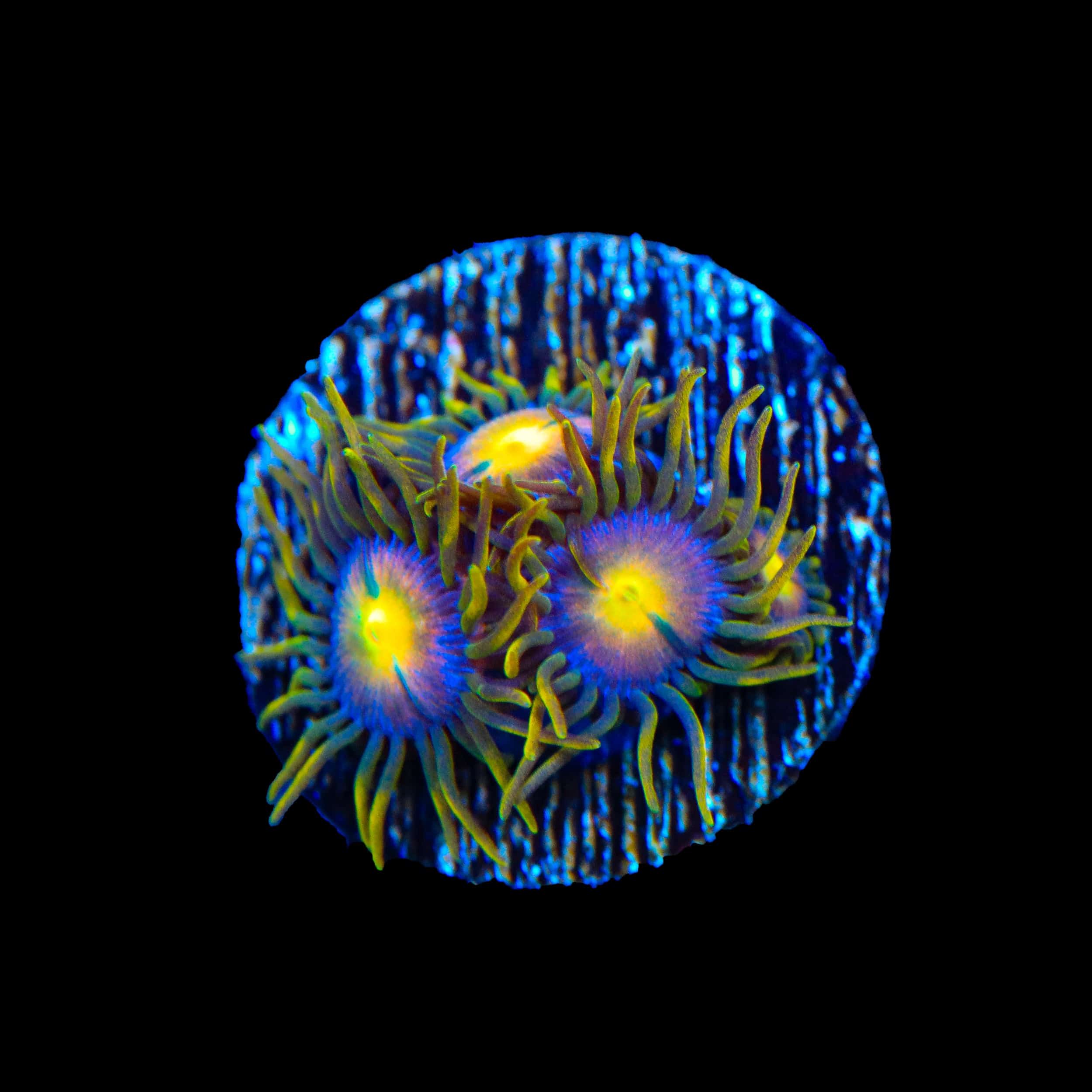 Hydra Lady Dragon Zoanthids Coral
